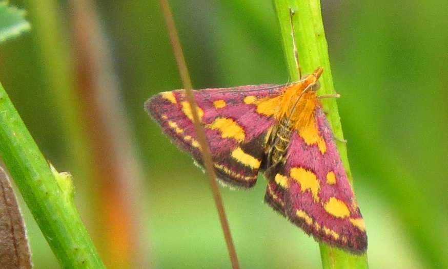 Pyrausta purpuralis - Crambidae